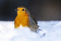 12 > 18 januari: Vogelfestival in Jette 